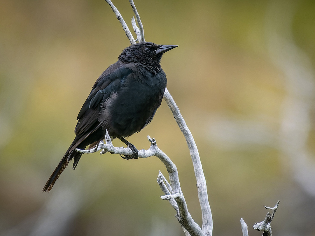 image Austral Blackbird